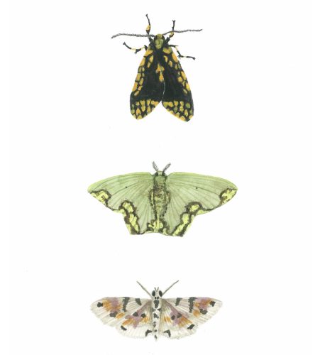 Mariposa_A5